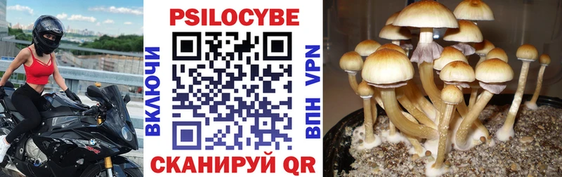 купить наркоту  Фрязино  Псилоцибиновые грибы Psilocybine cubensis 